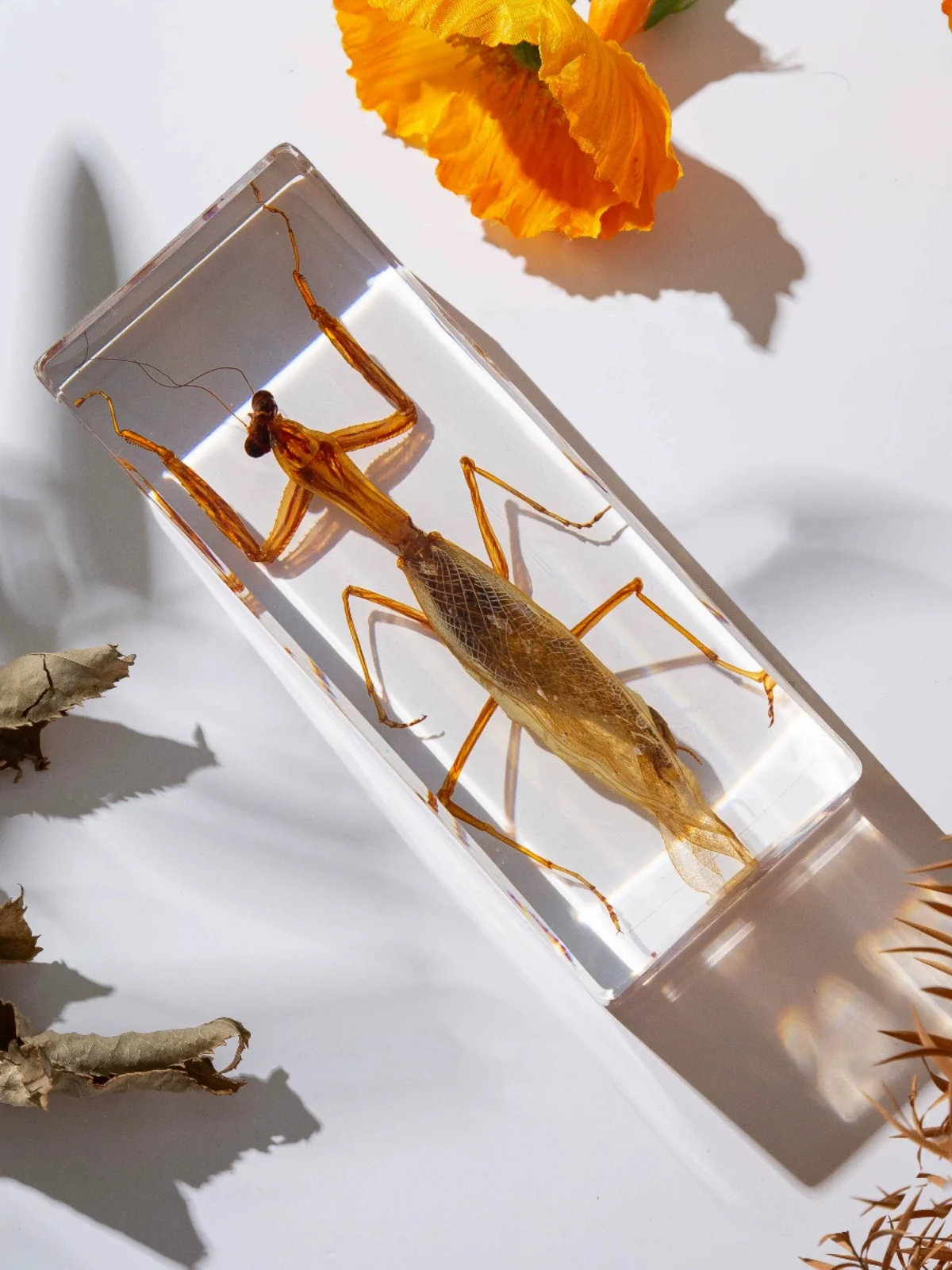Home Decor On Sale - Real Animal Insect Specimens Resin Wrapped