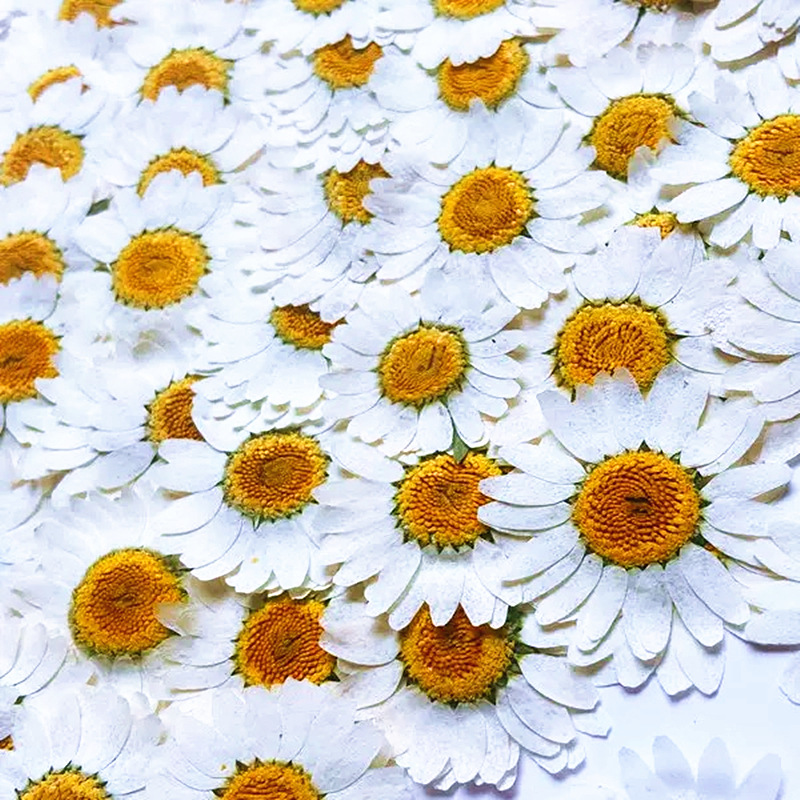 100Pcs Natural White Crystal C - Home Decor Daisy ulasan dan harga
