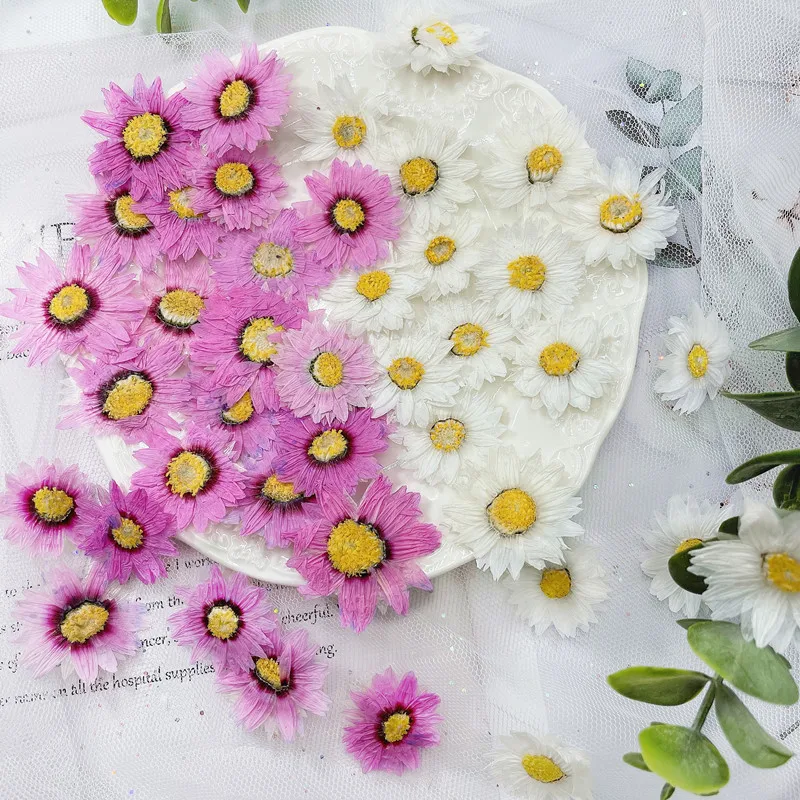 24pcs/2-4CM,Natural Pressed Fl - Home Decor Daisy ulasan dan harga