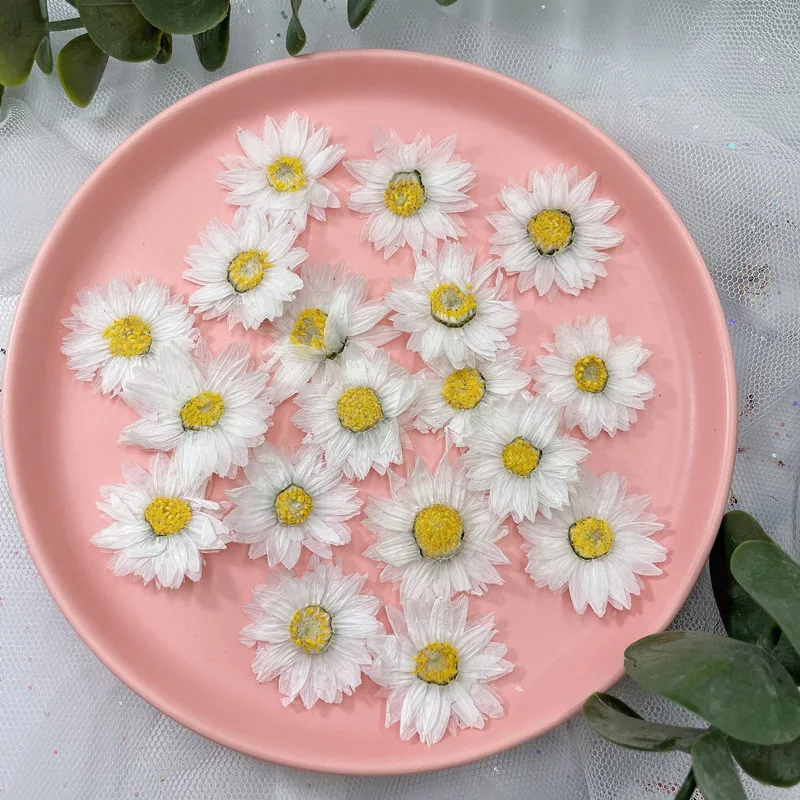 24pcs/2-4CM,Natural Pressed Fl - Home Decor Daisy ulasan dan harga
