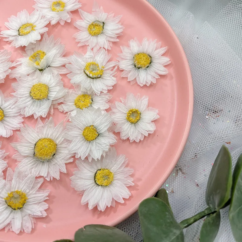 24pcs/2-4CM,Natural Pressed Fl - Home Decor Daisy ulasan dan harga