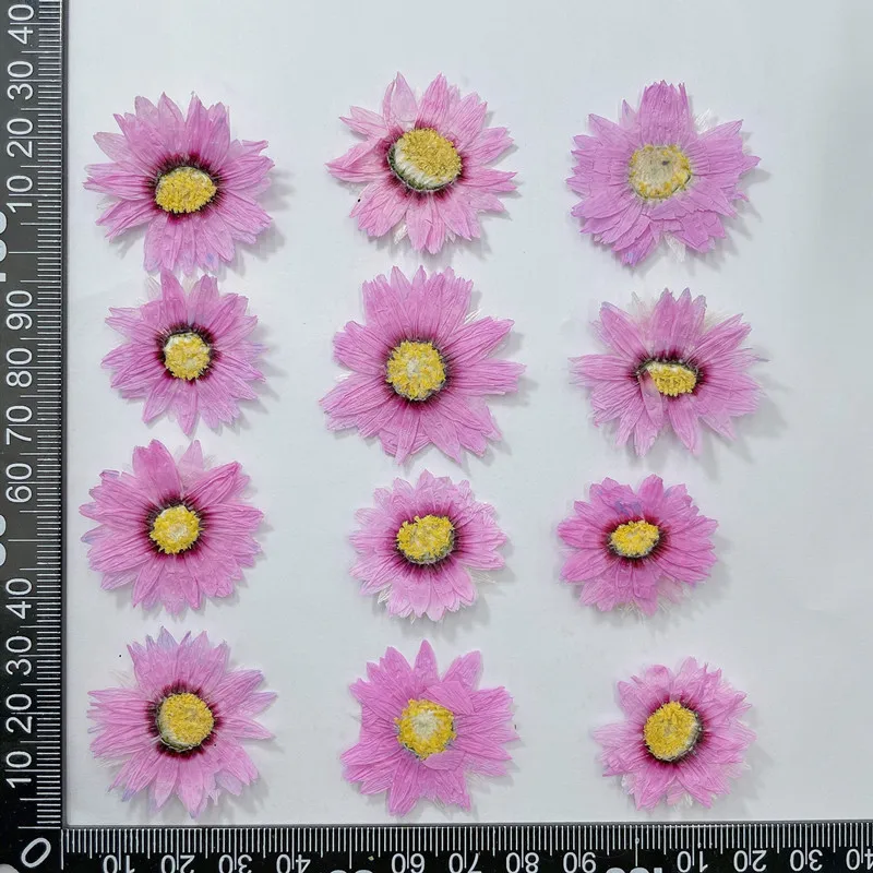 24pcs/2-4CM,Natural Pressed Fl - Home Decor Daisy ulasan dan harga